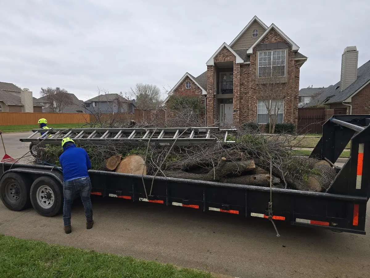 Expert Tree Pest Control with proper safety equipment in Arlington